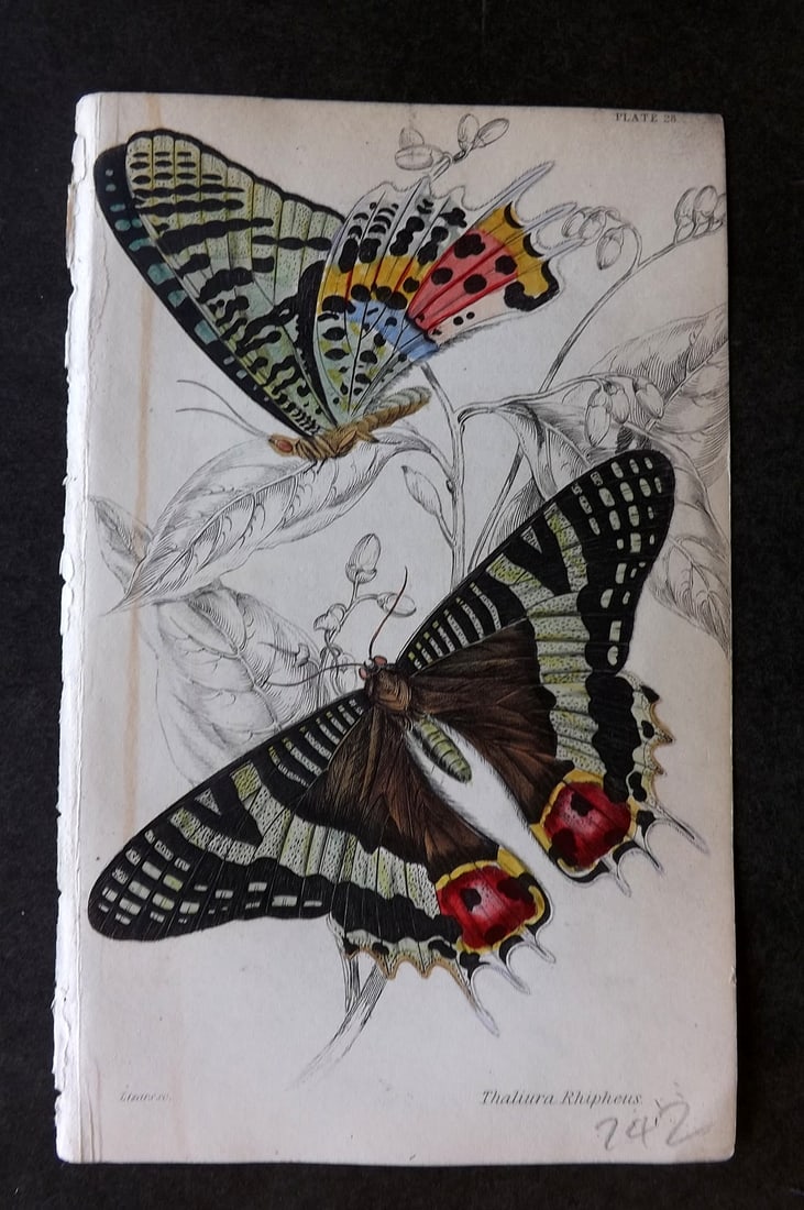Jardine, William 1837 Hand Col Butterfly Print. Thaliura Rhipheus 28: Hand Colored Steel Engraving/Etching Published 1833-43 by W.H.Lizars, Edinburgh for "The Naturalist's Library"by Sir William Jardine. Paper Size: 6.5 x 4.25 inch (17 x 11cm) Good Condition
