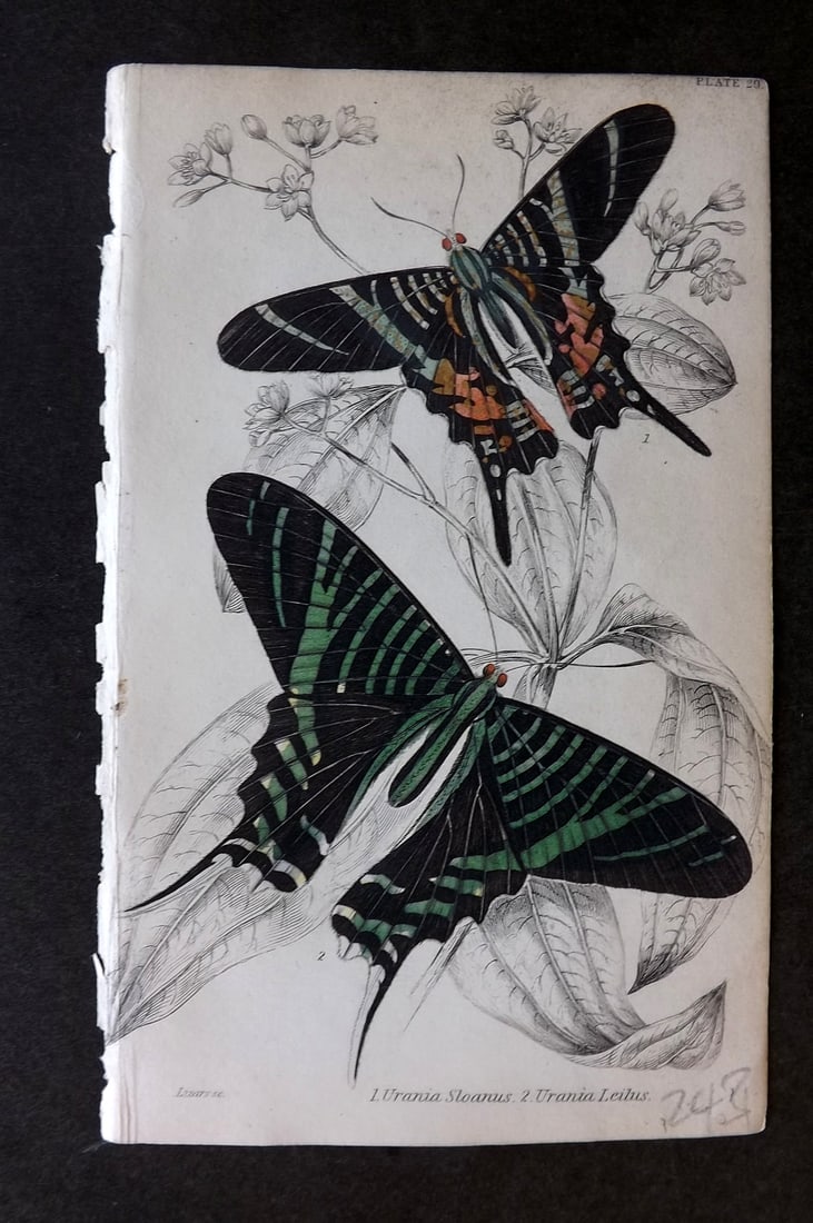 Jardine, William 1837 Hand Col Butterfly Print. Urania Sloanus, Urania Leilus 29: Hand Colored Steel Engraving/Etching Published 1833-43 by W.H.Lizars, Edinburgh for "The Naturalist's Library"by Sir William Jardine. Paper Size: 6.5 x 4.25 inch (17 x 11cm) Good Condition