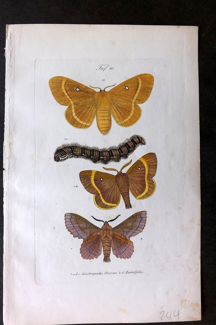 Kayser, J. C. 1860 Hand Col Butterfly Moth Print. Gastropacha 65 (1 of 1)