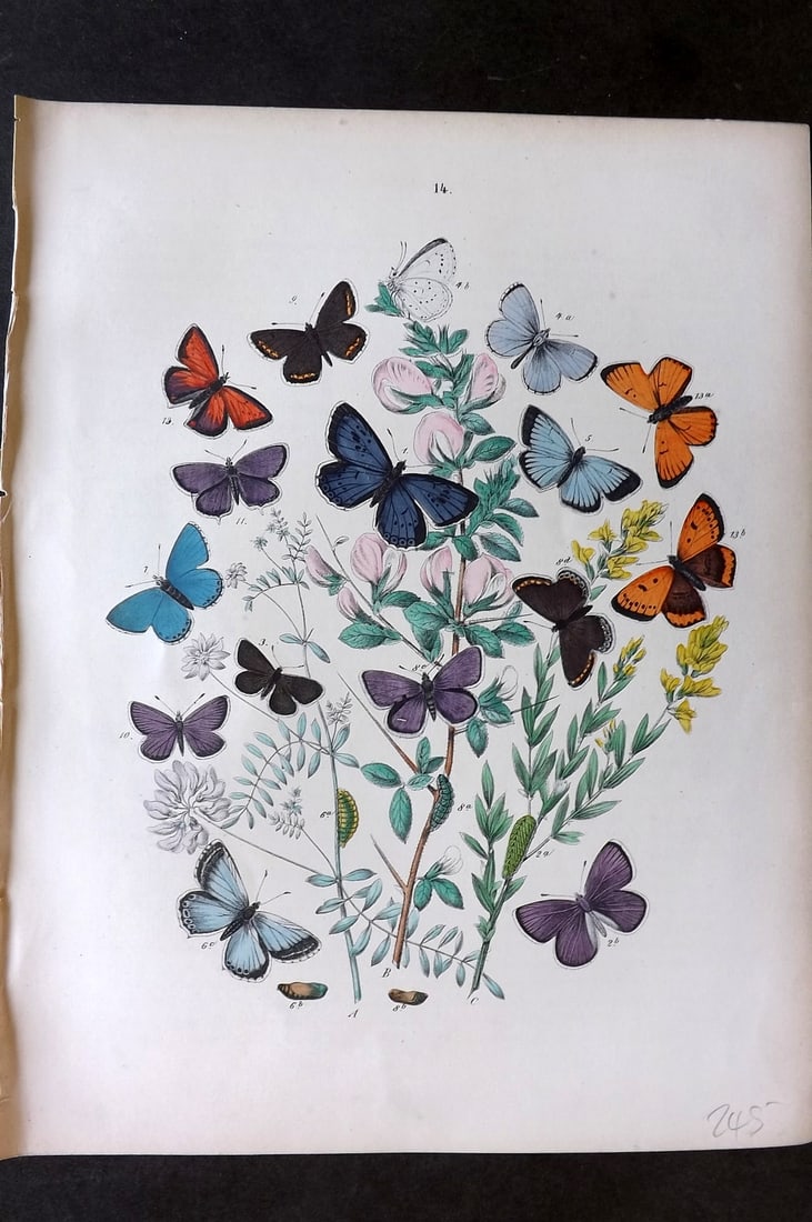 Kirby, William 1882 Hand Col Butterfly Print 14: Lithograph Published 1882, London for "European Butterflies and Moths" by W. F. Kirby. Printed in colours and finished by hand. Paper Size: 11 x 8.5 inch (28 x 22cm) Good Condition