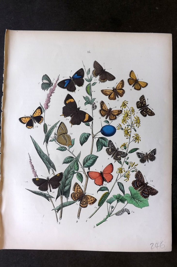 Kirby, William 1882 Hand Col Butterfly Print 15: Lithograph Published 1882, London for "European Butterflies and Moths" by W. F. Kirby. Printed in colours and finished by hand. Paper Size: 11 x 8.5 inch (28 x 22cm) Good Condition