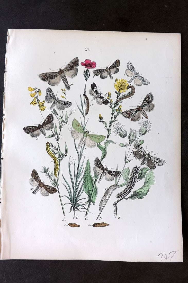 Kirby, William 1882 Hand Col Moth Print 37: Lithograph Published 1882, London for "European Butterflies and Moths" by W. F. Kirby. Printed in colours and finished by hand. Paper Size: 11 x 8.5 inch (28 x 22cm) Good Condition
