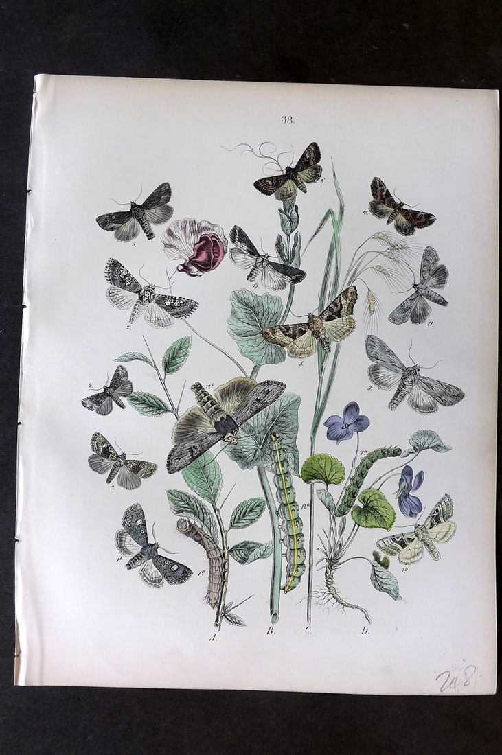 Kirby, William 1882 Hand Col Moth Print 38: Lithograph Published 1882, London for "European Butterflies and Moths" by W. F. Kirby. Printed in colours and finished by hand. Paper Size: 11 x 8.5 inch (28 x 22cm) Good Condition