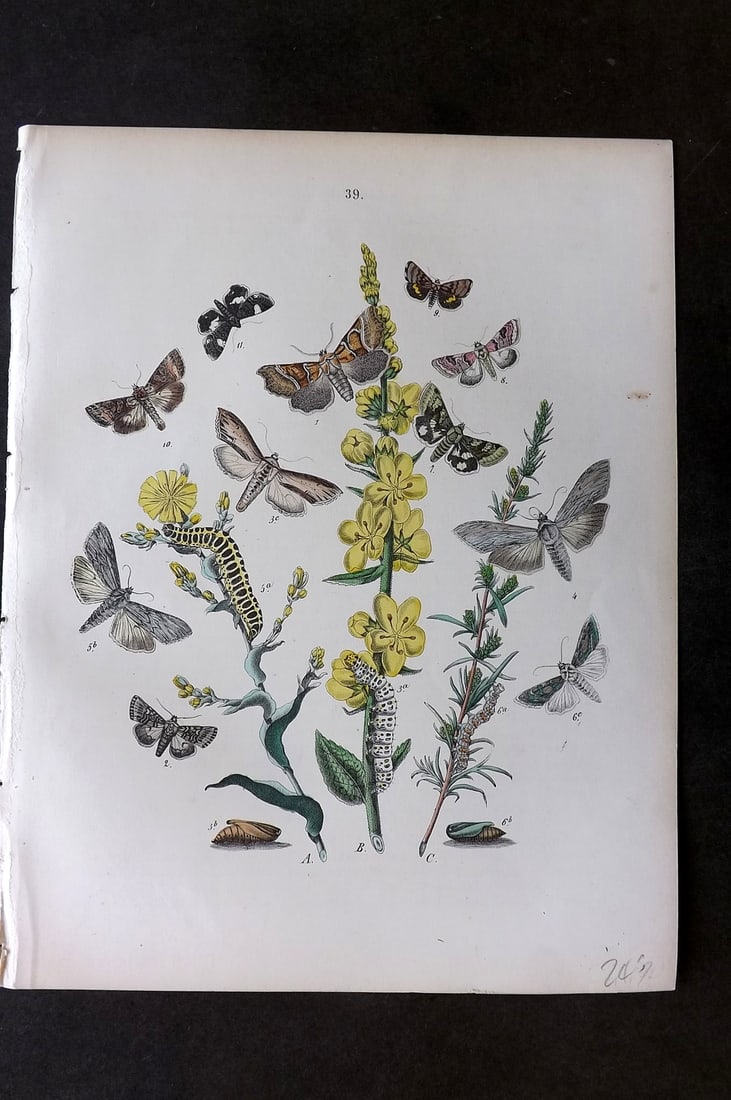 Kirby, William 1882 Hand Col Moth Print 39: Lithograph Published 1882, London for "European Butterflies and Moths" by W. F. Kirby. Printed in colours and finished by hand. Paper Size: 11 x 8.5 inch (28 x 22cm) Good Condition