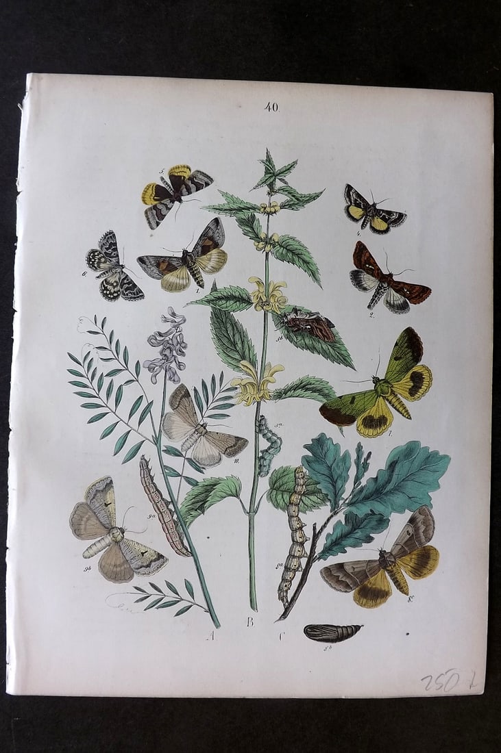 Kirby, William 1882 Hand Col Moth Print 40: Lithograph Published 1882, London for "European Butterflies and Moths" by W. F. Kirby. Printed in colours and finished by hand. Paper Size: 11 x 8.5 inch (28 x 22cm) Good Condition