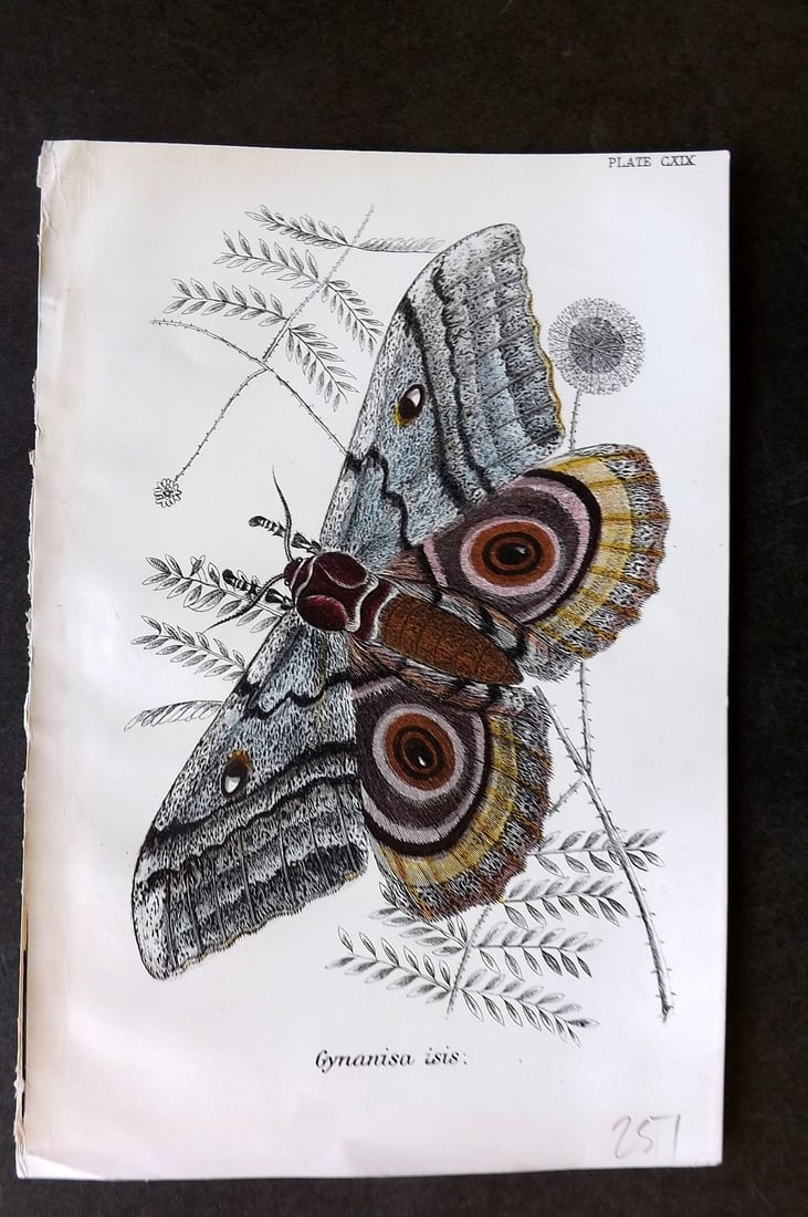 Lloyds's 1897 Antique Moth Print. Gymnanisa Isis (1 of 1)