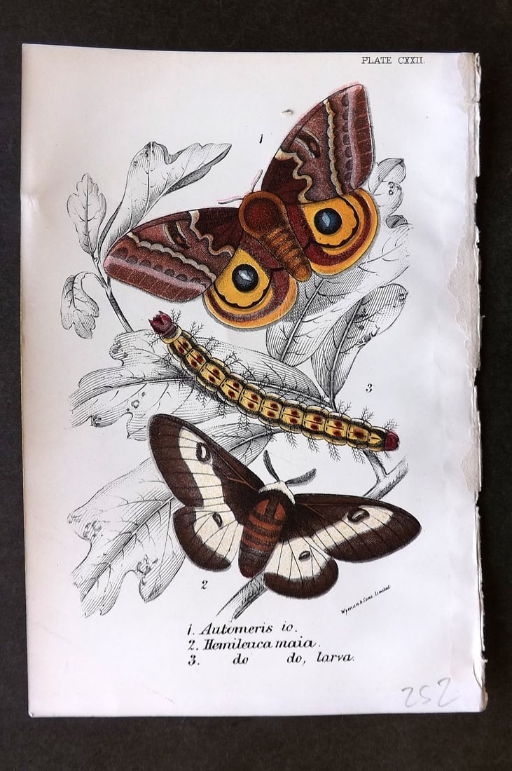 Lloyds's 1897 Antique Moth Print. Automeris, Hemileuca (1 of 1)
