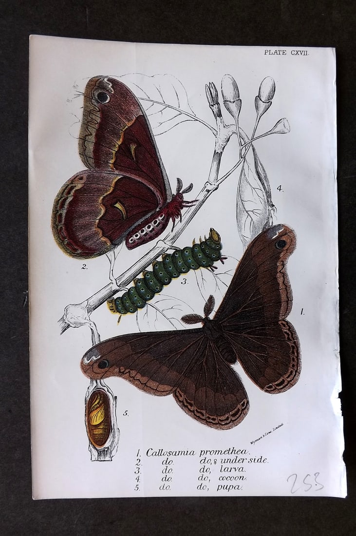 Lloyds's 1897 Antique Moth Print. Callosamia Promethea (1 of 1)
