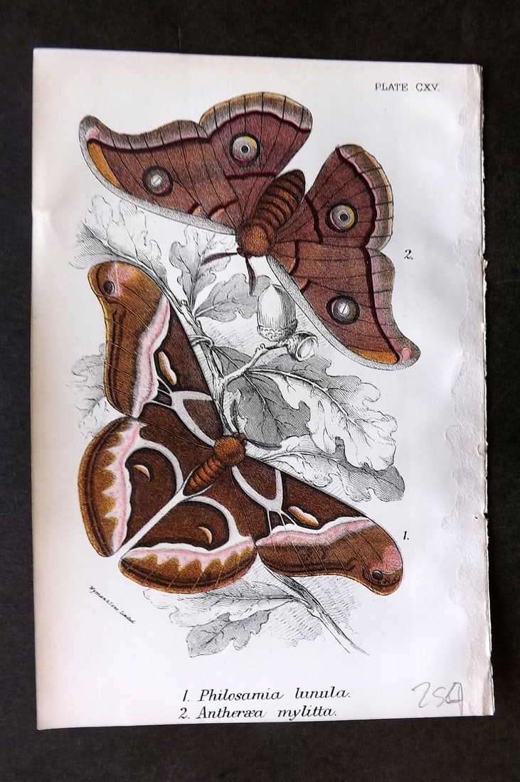 Lloyds's 1897 Antique Moth Print. Philosamia & Antheraea (1 of 1)