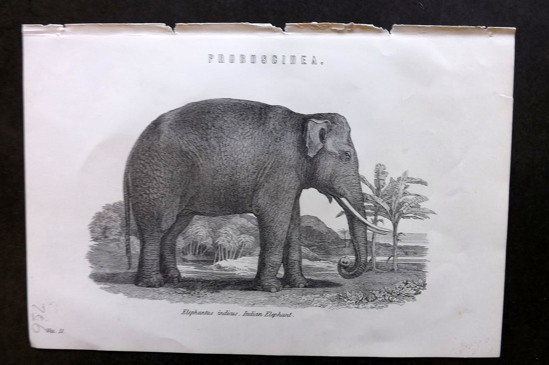 National Encyclopedia 1891 Antique Print. Indian Elephant (1 of 1)