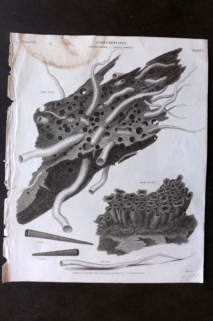 Rees, Abraham 1820 Antique Shell Print. Teredo Sabella (1 of 1)