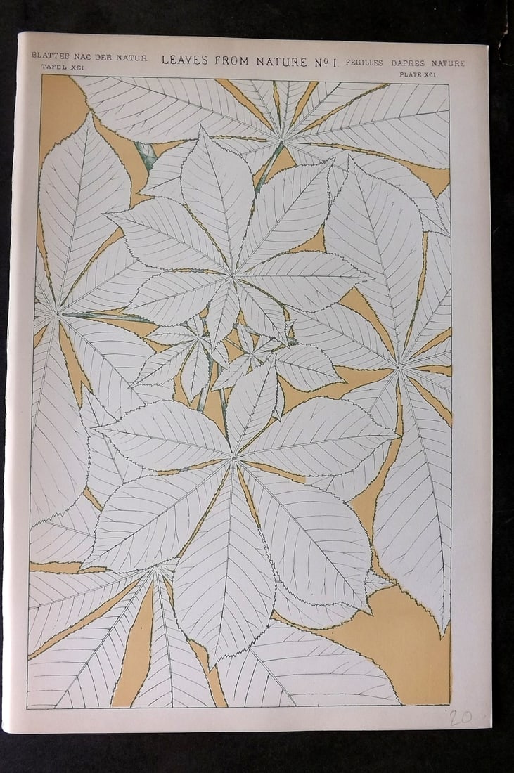 Jones, Owen 1910 Folio Design Print. Leaves from Nature No. 1: Chromolithograph Published 1910 by Bernard Quaritch, London for "The Grammar of Ornament" by Owen Jones. Paper Size: 13 x 9 inch (33 x 23cm) Good Condition
