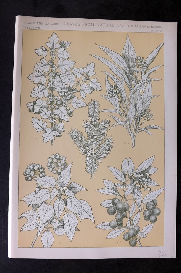 Jones, Owen 1910 Folio Design Print. Leaves from Nature No. 7: Chromolithograph Published 1910 by Bernard Quaritch, London for "The Grammar of Ornament" by Owen Jones. Paper Size: 13 x 9 inch (33 x 23cm) Good Condition