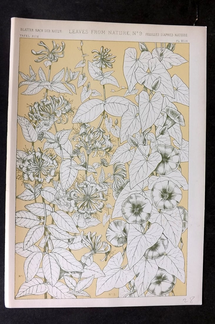 Jones, Owen 1910 Folio Design Print. Leaves from Nature No. 9: Chromolithograph Published 1910 by Bernard Quaritch, London for "The Grammar of Ornament" by Owen Jones. Paper Size: 13 x 9 inch (33 x 23cm) Good Condition