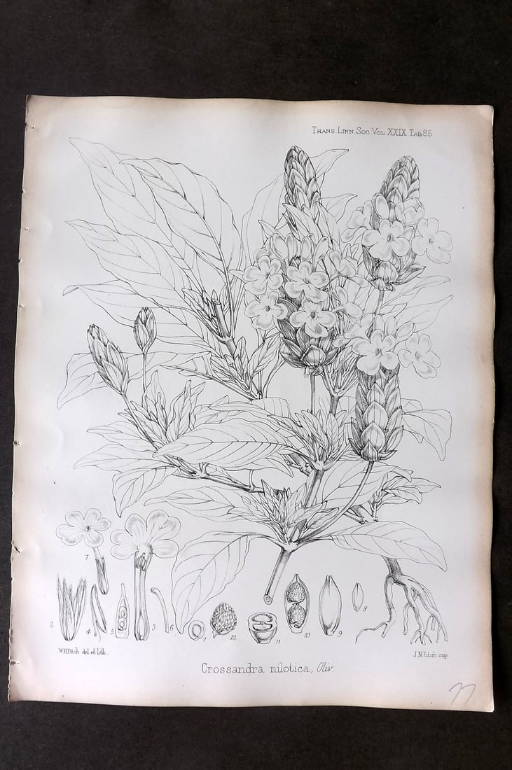 Fitch, Walter 1870's Botanical Print. Crossandra Nilotica 29-85: Lithograph Published 1791-1955, London for "The Transactions of The Linnean Society of London" by Various Contributors. Illustrated by Walter Hood Fitch. Paper Size: 12 x 9 inch (30 x 23cm) Good Condi
