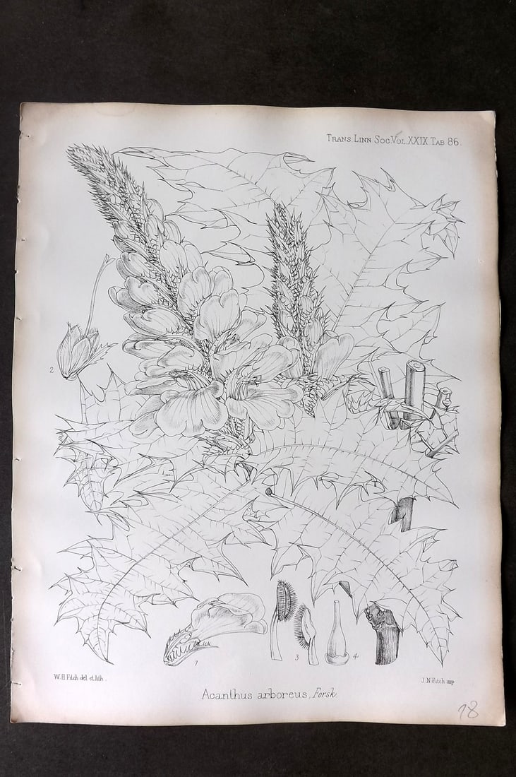 Fitch, Walter 1870's Botanical Print. Acanthus Arboreus 29-86: Lithograph Published 1791-1955, London for "The Transactions of The Linnean Society of London" by Various Contributors. Illustrated by Walter Hood Fitch. Paper Size: 12 x 9 inch (30 x 23cm) Good Condi