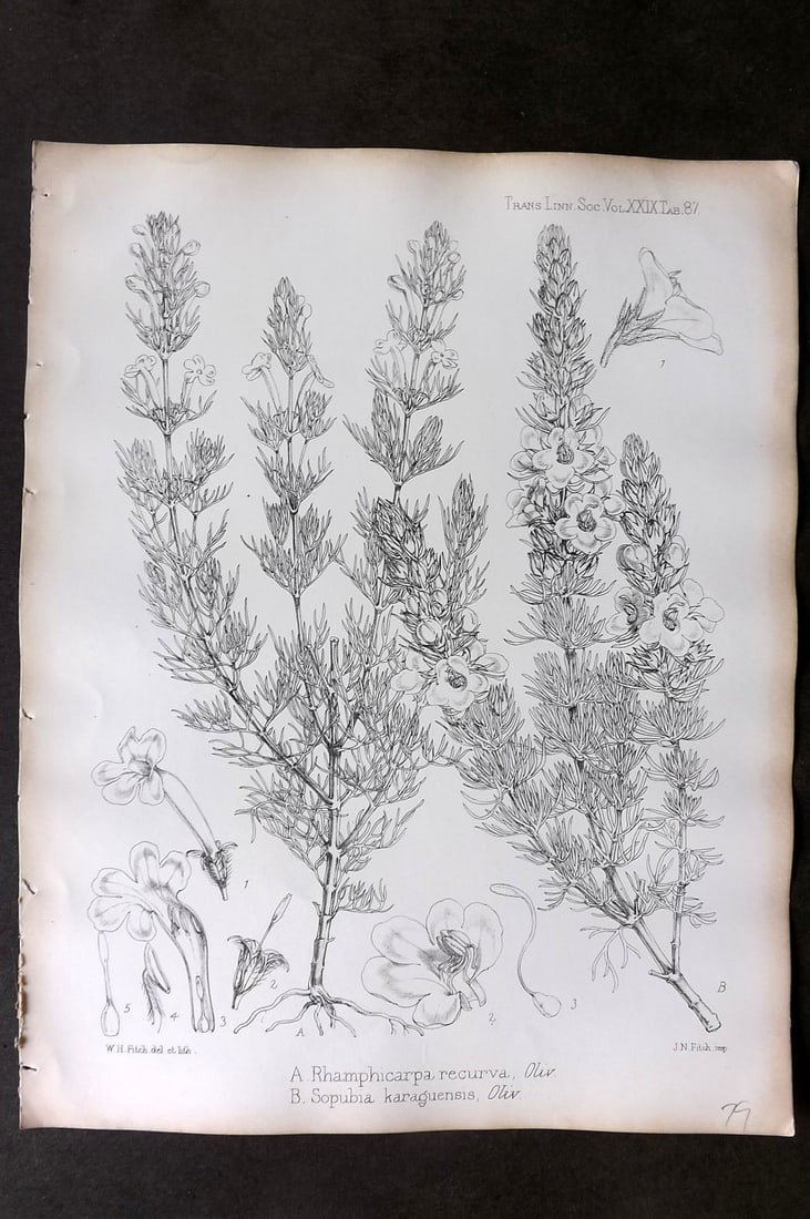 Fitch, Walter 1870's Botanical Print. Rhamphicarpa Recurva & Sopubia Karaguensis 29-87: Lithograph Published 1791-1955, London for "The Transactions of The Linnean Society of London" by Various Contributors. Illustrated by Walter Hood Fitch. Paper Size: 12 x 9 inch (30 x 23cm) Good Condi
