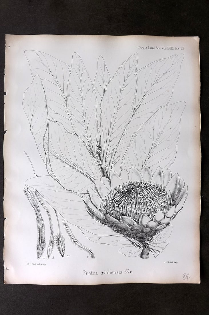 Fitch, Walter 1870's Botanical Print. Protea Madiensis 29-92: Lithograph Published 1791-1955, London for "The Transactions of The Linnean Society of London" by Various Contributors. Illustrated by Walter Hood Fitch. Paper Size: 12 x 9 inch (30 x 23cm) Good Condi