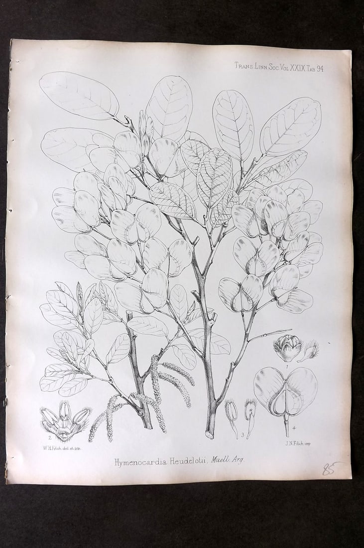Fitch, Walter 1870's Botanical Print. Hymenocardia Heudelotii 29-94: Lithograph Published 1791-1955, London for "The Transactions of The Linnean Society of London" by Various Contributors. Illustrated by Walter Hood Fitch. Paper Size: 12 x 9 inch (30 x 23cm) Good Condi