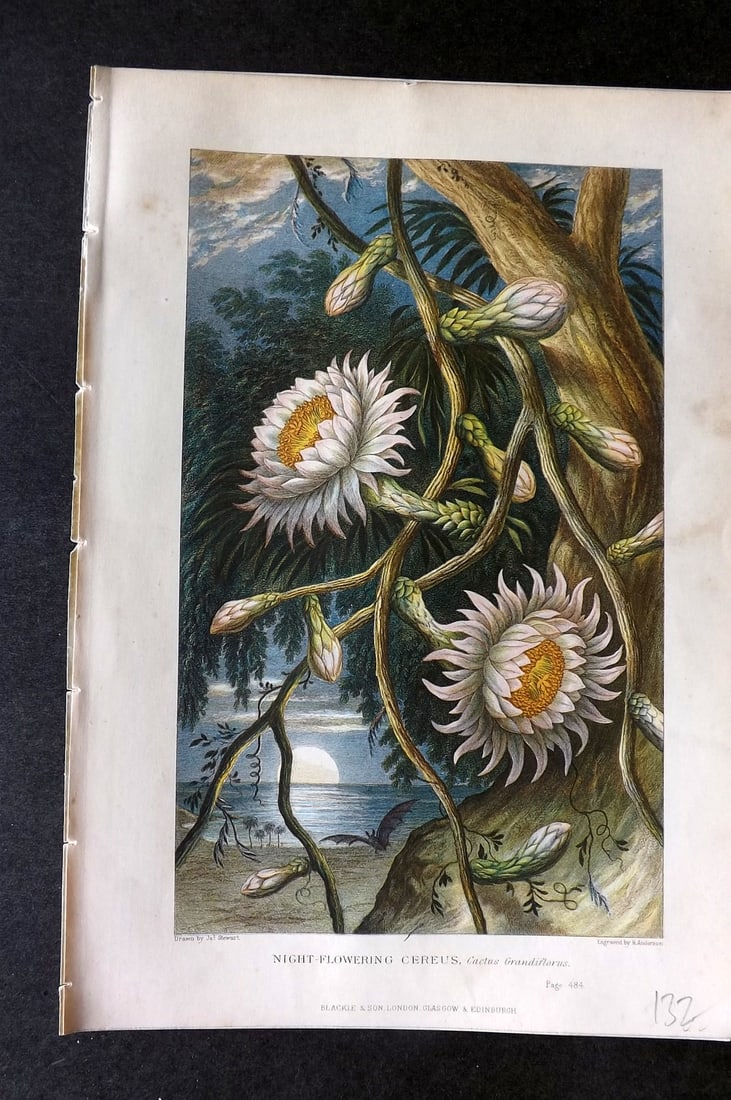 Pouchet, F. A. 1874 Antique Botanical Print. Night Flowering Cereus: Color Printed Woodblock Published 1871, London for "The Universe: Or, The Infinitely Great and The Infinitely Little" by F. A. Pouchet. Paper Size: 8 x 5.5 inch (21 x 14cm) Good Condition