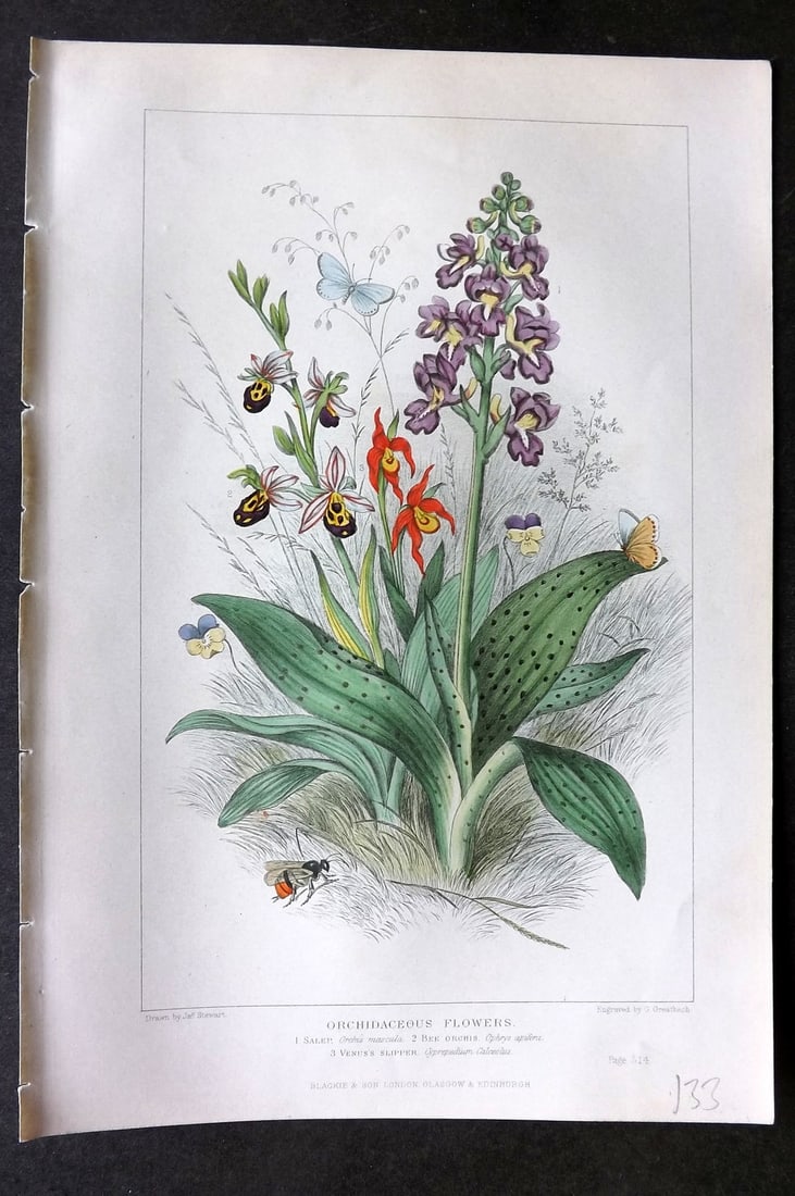 Pouchet, F. A. 1874 HCol Print. Orchidaceous Flowers. Bee Orchid, Salep, Venus's Slipper: Color Printed Woodblock (With additional hand colour) Published 1871, London for "The Universe: Or, The Infinitely Great and The Infinitely Little" by F. A. Pouchet. Paper Size: 8 x 5.5 inch (21 x 14c