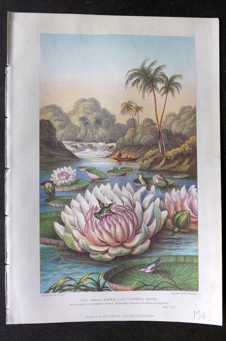 Pouchet, F. A. 1874 Antique Botanical Print. Great Water Lily, Victoria Regia: Color Printed Woodblock Published 1871, London for "The Universe: Or, The Infinitely Great and The Infinitely Little" by F. A. Pouchet. Paper Size: 8 x 5.5 inch (21 x 14cm) Good Condition