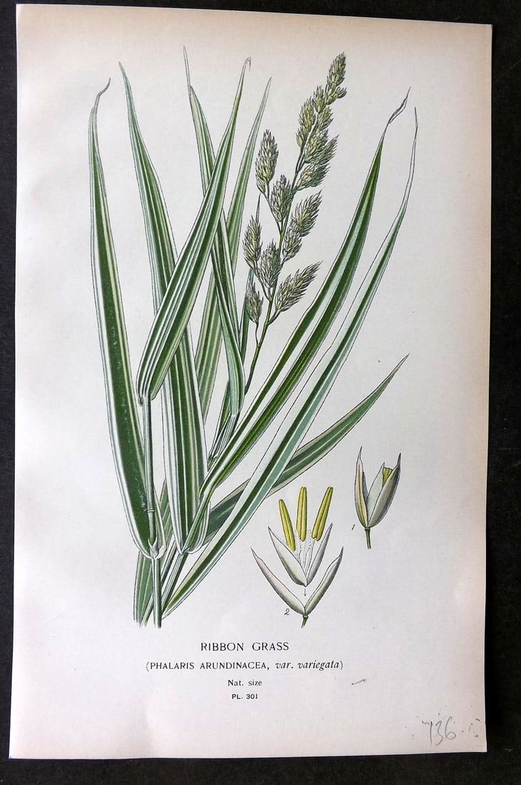 Step, Edward 1897 Botanical Print. Ribbon Grass 301: Chromolithographs Published 1896-97 by Frederick Warne & Co., London for "Favourite Flowers of Garden and Greenhouse" by Edward Step and William Watson. Paper Size: 9.5 x 6 inch (24 x 15cm) Good Condi