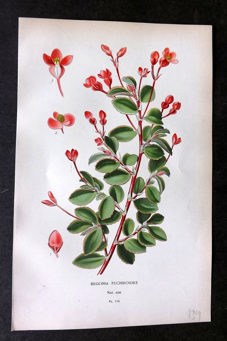 Step, Edward 1897 Botanical Print. Begonia Fuchsioides 113: Chromolithographs Published 1896-97 by Frederick Warne & Co., London for "Favourite Flowers of Garden and Greenhouse" by Edward Step and William Watson. Paper Size: 9.5 x 6 inch (24 x 15cm) Good Condi