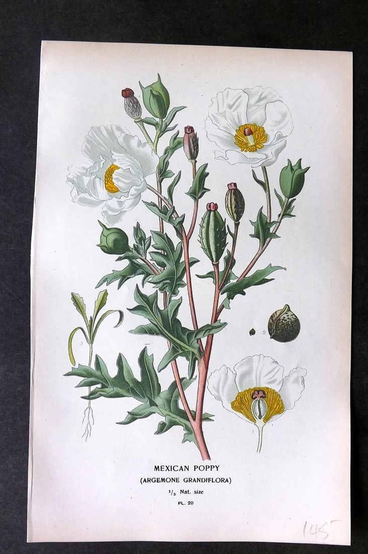 Step, Edward 1897 Botanical Print. Mexican Poppy 20: Chromolithographs Published 1896-97 by Frederick Warne & Co., London for "Favourite Flowers of Garden and Greenhouse" by Edward Step and William Watson. Paper Size: 9.5 x 6 inch (24 x 15cm) Good Condi