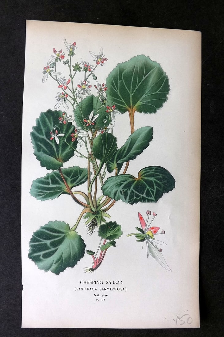 Step, Edward 1897 Botanical Print. Creeping Sailor 87: Chromolithographs Published 1896-97 by Frederick Warne & Co., London for "Favourite Flowers of Garden and Greenhouse" by Edward Step and William Watson. Paper Size: 9.5 x 6 inch (24 x 15cm) Good Condi