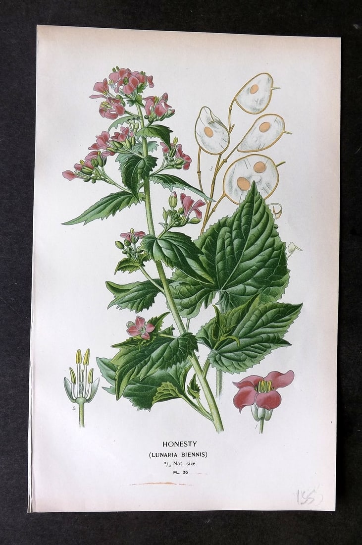 Step, Edward 1897 Botanical Print. Honesty 26: Chromolithographs Published 1896-97 by Frederick Warne & Co., London for "Favourite Flowers of Garden and Greenhouse" by Edward Step and William Watson. Paper Size: 9.5 x 6 inch (24 x 15cm) Good Condi