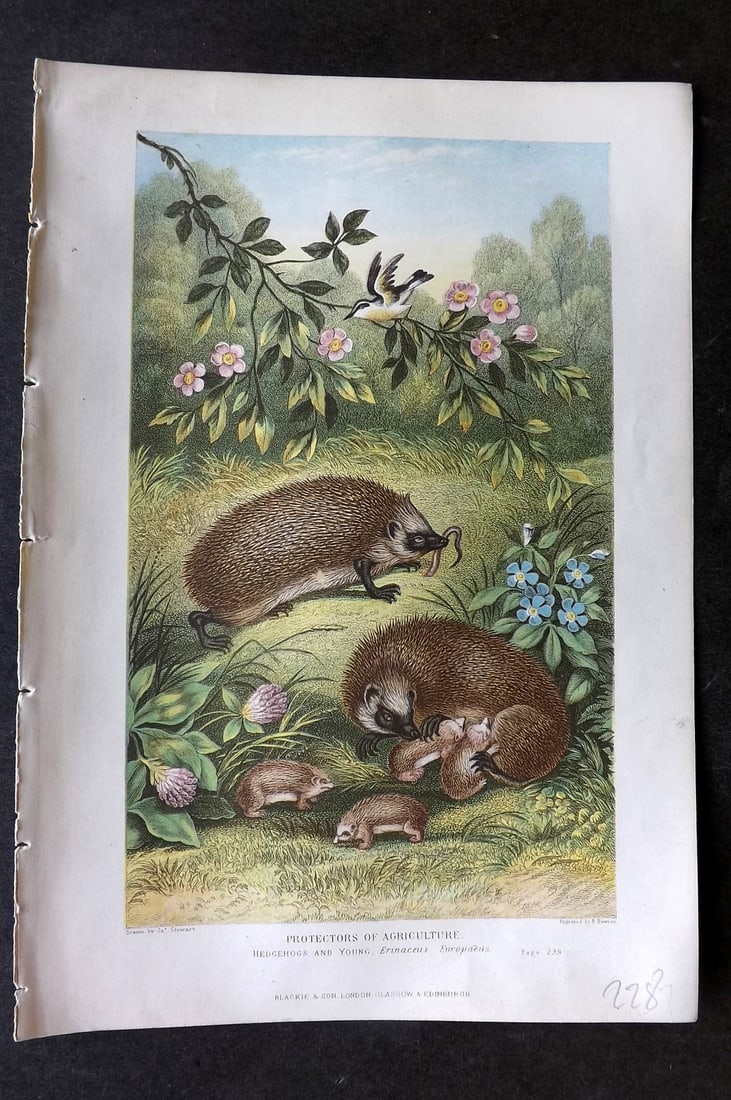 Pouchet, F. A. 1874 Antique Print. Protectors of Agriculutre - Hedgehogs: Color Printed Woodblock Published 1871, London for "The Universe: Or, The Infinitely Great and The Infinitely Little" by F. A. Pouchet. Paper Size: 8 x 5.5 inch (21 x 14cm) Good Condition