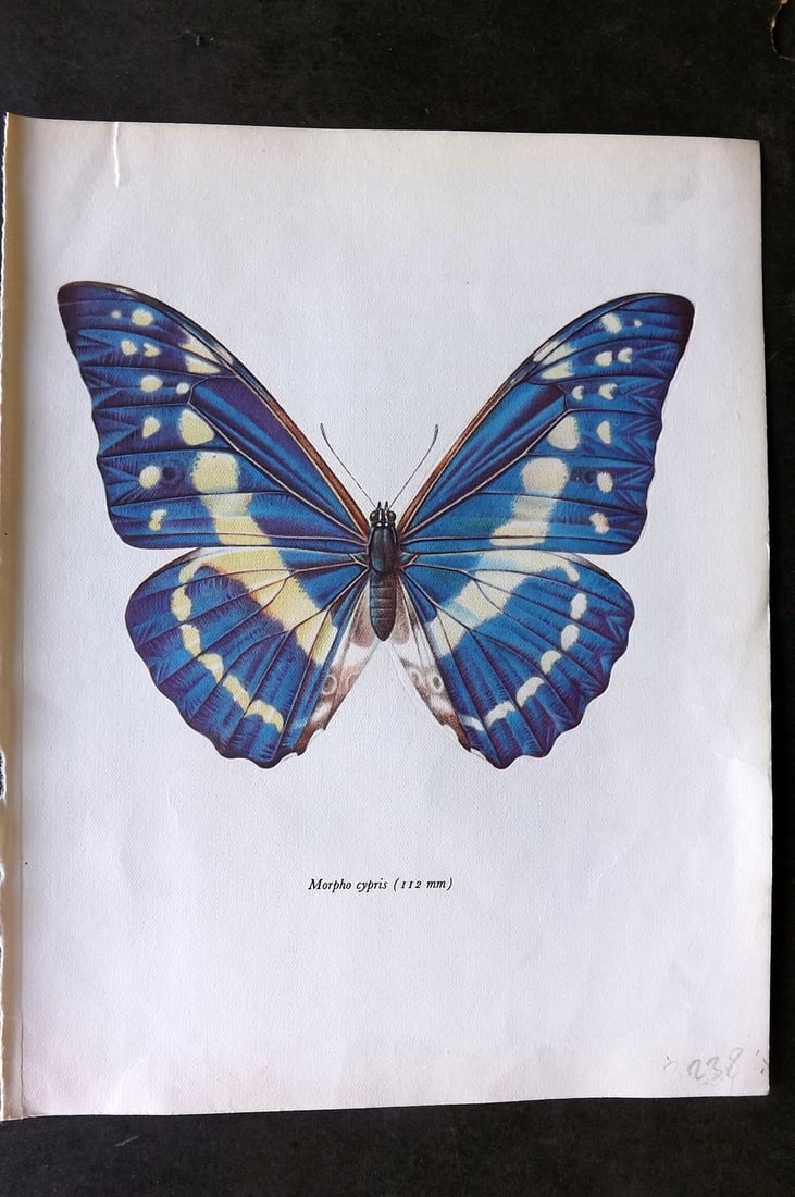 Prochazka, Frantisek 1963 Vintage Butterfly Print. Morpho Cypris Westwood: Vintage Offset Lithograph Published 1963, London for "Beautiful Butterflies" by J. Moucha. Illustrated by Frantisek Prochazka. Descriptive text to verso, but this relates to the adjacent plate. On nic