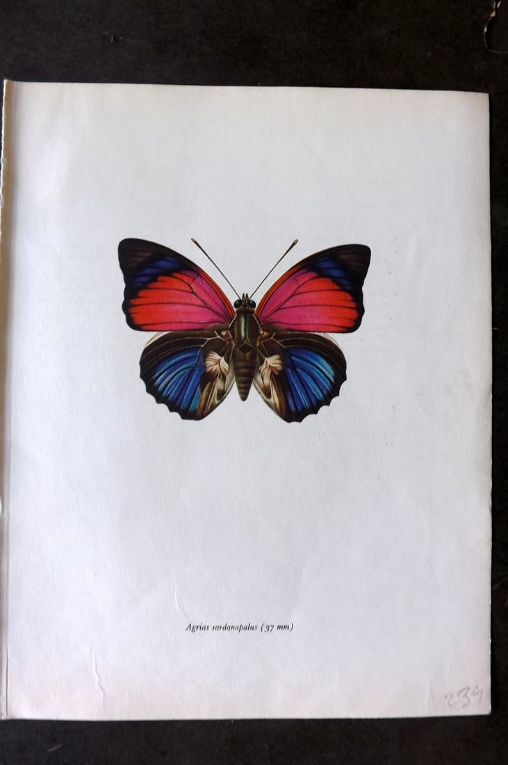 Prochazka, Frantisek 1963 Vintage Butterfly Print. Agrias Sardanapalus Bates: Vintage Offset Lithograph Published 1963, London for "Beautiful Butterflies" by J. Moucha. Illustrated by Frantisek Prochazka. Descriptive text to verso, but this relates to the adjacent plate. On nic