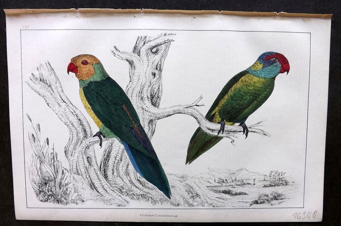 Goldsmith, Oliver 1855 Hand Col Bird Print. Slender & Iris Parrakeet 61: Antique Etching/Engraving Published 1855 by A. Fullarton & Co., London for "A History of the Earth and Animated Nature" by Oliver Goldsmith. Fine hand colour as issued. Paper Size: 10 x 6 inch (25 x 1