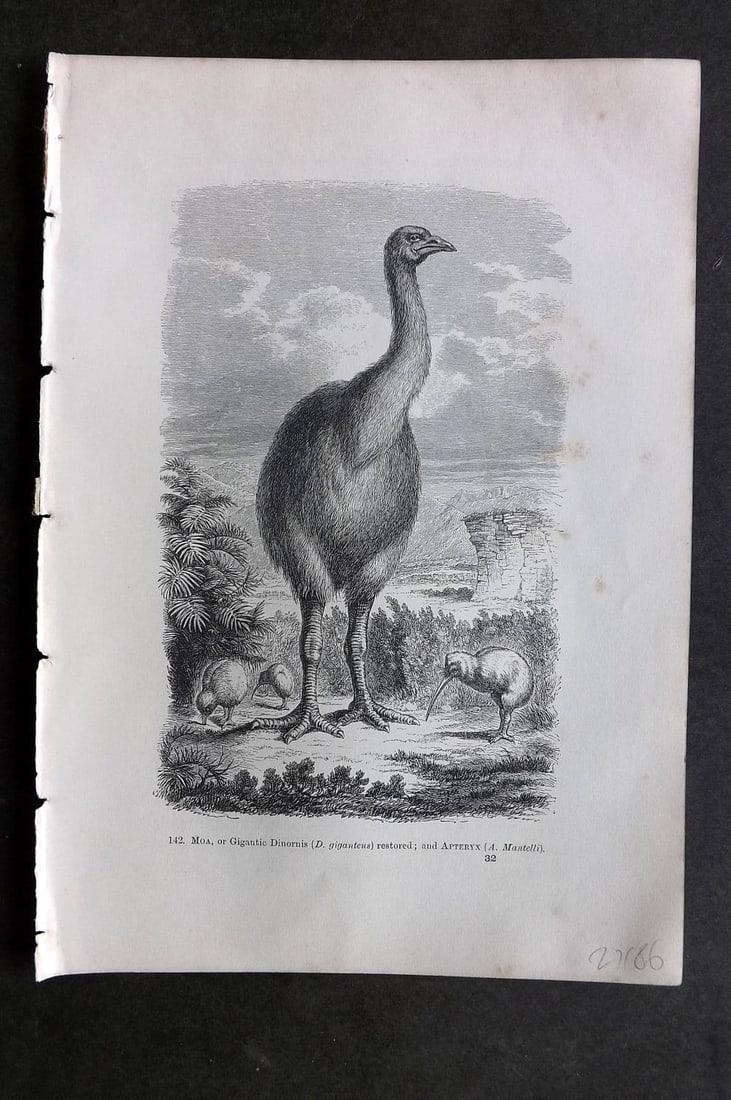 Pouchet, F. A. 1874 Bird Print. Extinct Moa, or Gigantic Dinornis New Zealand: Wood Engraving (Reverse side blank) Published 1870, London for "The Universe: Or, The Infinitely Great and The Infinitely Little" by F. A. Pouchet. Paper Size: 9.5 x 6 inch (24 x 15cm) Very minor marg