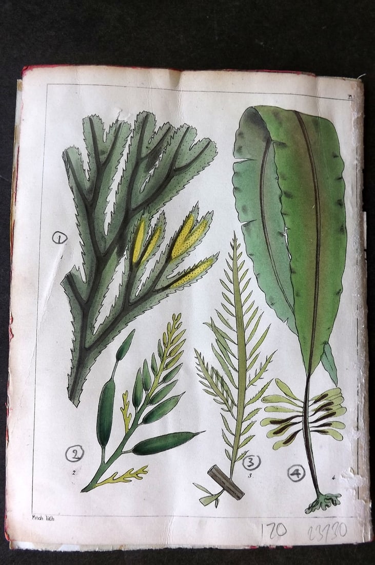 Landsborough, Davd 1851 Hand Col Seaweed Print. Fucus, Halidrys, Desmarestia 01: Hand Coloured Lithograph Published 1851, London for "A Popular History of British Sea-Weeds?" by the Rev. David Landsborough. Paper Size: 6 x 5 inch (16 x 13cm) Slight surface loss in right margin. Go