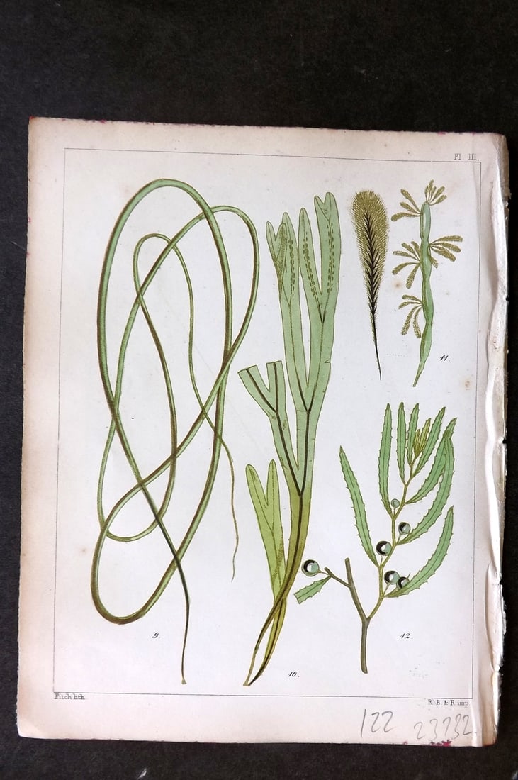 Landsborough, Davd 1851 Hand Col Seaweed Print. Chorda, Haliscris, Myriotrichia 03: Hand Coloured Lithograph Published 1851, London for "A Popular History of British Sea-Weeds?" by the Rev. David Landsborough. Paper Size: 6 x 5 inch (16 x 13cm) Good Condition