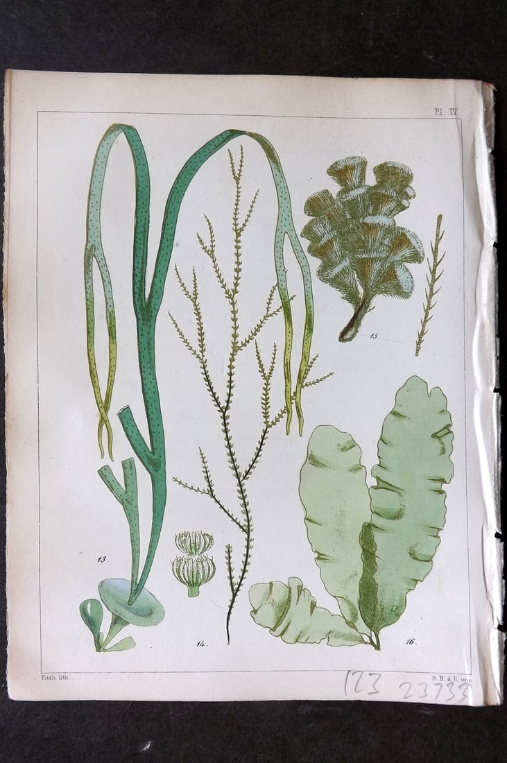 Landsborough, Davd 1851 HCol Seaweed Print. Himanthalia, Cladostephus, Sphacelaria 04: Hand Coloured Lithograph Published 1851, London for "A Popular History of British Sea-Weeds?" by the Rev. David Landsborough. Paper Size: 6 x 5 inch (16 x 13cm) Good Condition