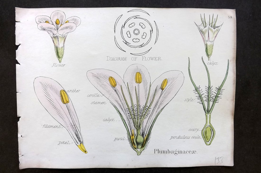 Oliver & Fitch 1874 Hand Col Botanical Print Plumbaginaceae 54: Hand Colored Lithograph Published 1874, London for "Illustrations of the Principal Natural Orders of The Vegetable Kingdom" First and best Edition by Professor Oliver. Illustrated by Walter Hood Fitch