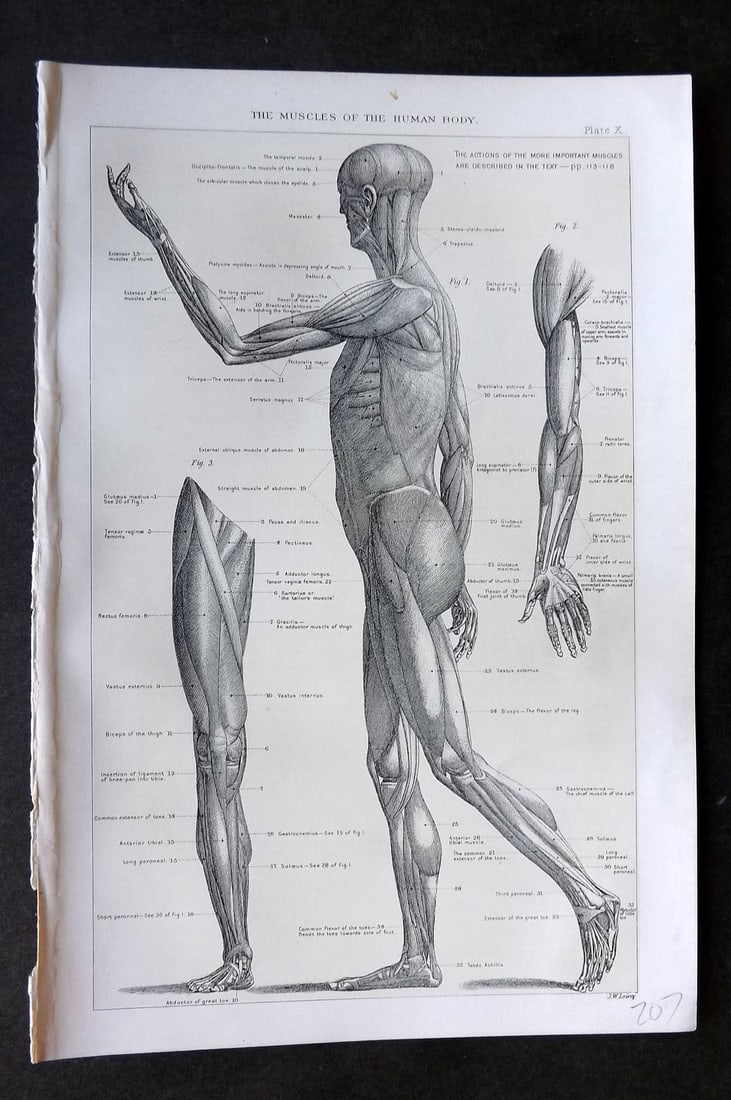 Robertson, J. McGregor 1893 Anatomy Print. Muscles of the Human Body: Lithograph Published 1907, London for "The Household Physician" by J. McGregor Robertson. Paper Size: 9.5 x 6 inch (24 x 16cm) Good Condition