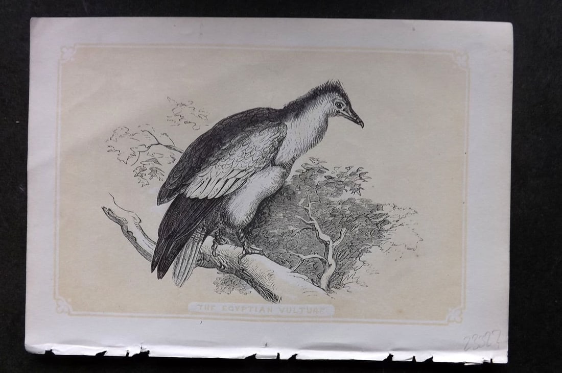 Bicknell C1855 Antique Bird Print. Egyptian Vulture: Antique Woodblock Published 1851-60 by John Tallis, London for "The Natural History of The Sacred Scriptures, and Guide to General Zoology" by W. I. Bicknell. Paper Size: 6.5 x 5 inch (16.5 x 14cm) Go