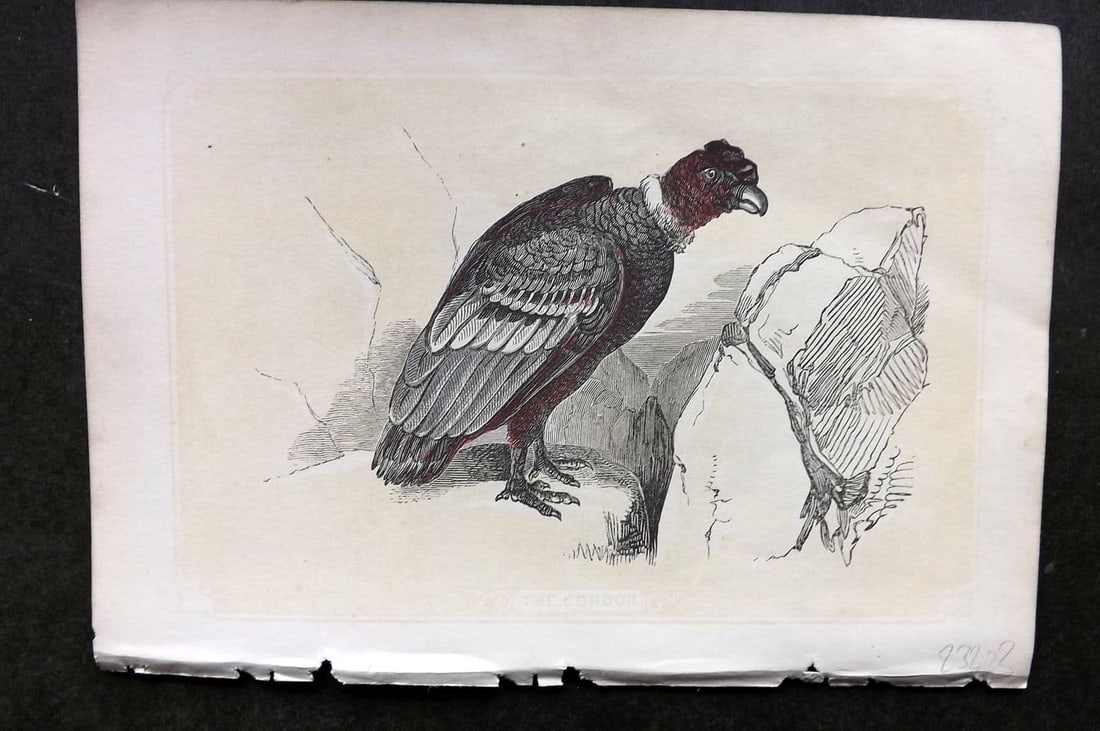 Bicknell C1855 Antique Bird Print. Condor: Antique Woodblock Published 1851-60 by John Tallis, London for "The Natural History of The Sacred Scriptures, and Guide to General Zoology" by W. I. Bicknell. Paper Size: 6.5 x 5 inch (16.5 x 14cm) Go