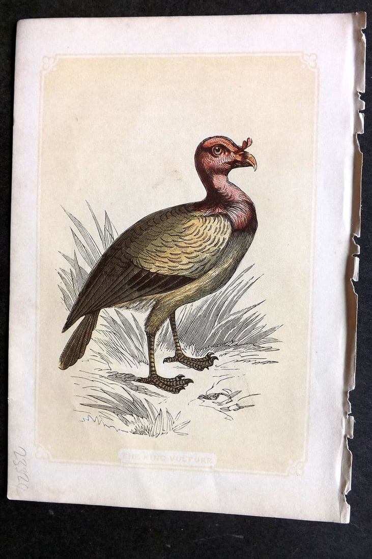 Bicknell C1855 Antique Bird Print. King Vulture: Antique Woodblock Published 1851-60 by John Tallis, London for "The Natural History of The Sacred Scriptures, and Guide to General Zoology" by W. I. Bicknell. Paper Size: 6.5 x 5 inch (16.5 x 14cm) Go