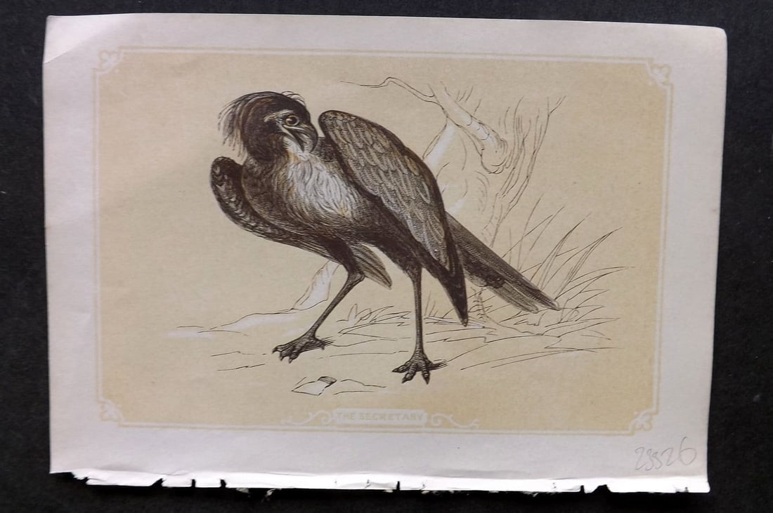Bicknell C1855 Antique Bird Print. Secretary Bird: Antique Woodblock Published 1851-60 by John Tallis, London for "The Natural History of The Sacred Scriptures, and Guide to General Zoology" by W. I. Bicknell. Paper Size: 6.5 x 5 inch (16.5 x 14cm) Go