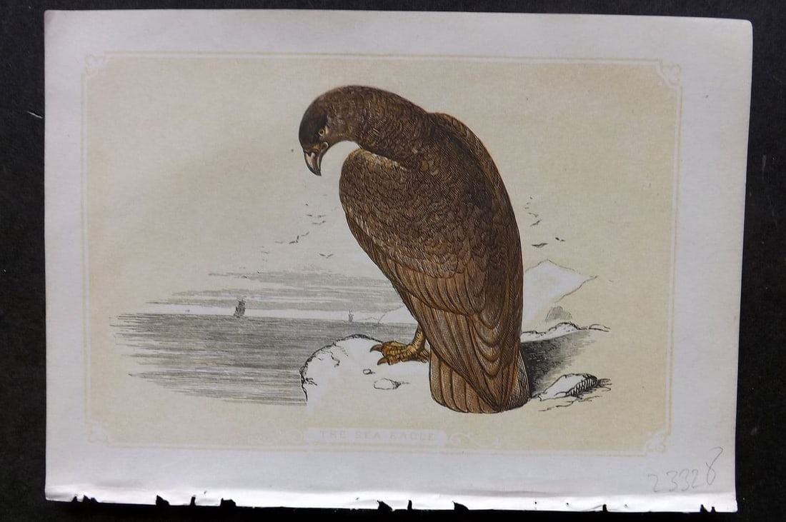 Bicknell C1855 Antique Bird Print. Sea Eagle: Antique Woodblock Published 1851-60 by John Tallis, London for "The Natural History of The Sacred Scriptures, and Guide to General Zoology" by W. I. Bicknell. Paper Size: 6.5 x 5 inch (16.5 x 14cm) Go