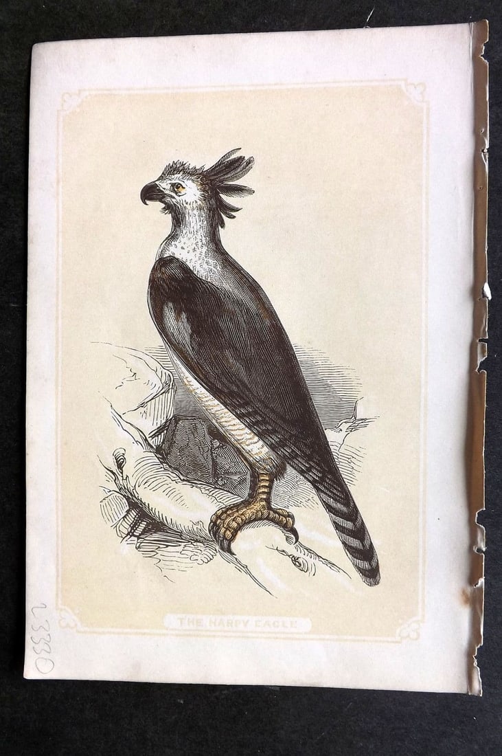 Bicknell C1855 Antique Bird Print. Harpy Eagle: Antique Woodblock Published 1851-60 by John Tallis, London for "The Natural History of The Sacred Scriptures, and Guide to General Zoology" by W. I. Bicknell. Paper Size: 6.5 x 5 inch (16.5 x 14cm) Go