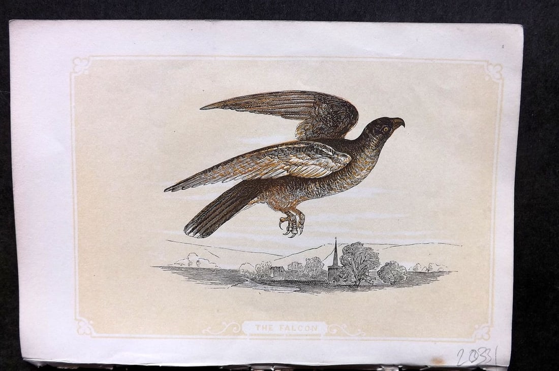Bicknell C1855 Antique Bird Print. Falcon: Antique Woodblock Published 1851-60 by John Tallis, London for "The Natural History of The Sacred Scriptures, and Guide to General Zoology" by W. I. Bicknell. Paper Size: 6.5 x 5 inch (16.5 x 14cm) Go