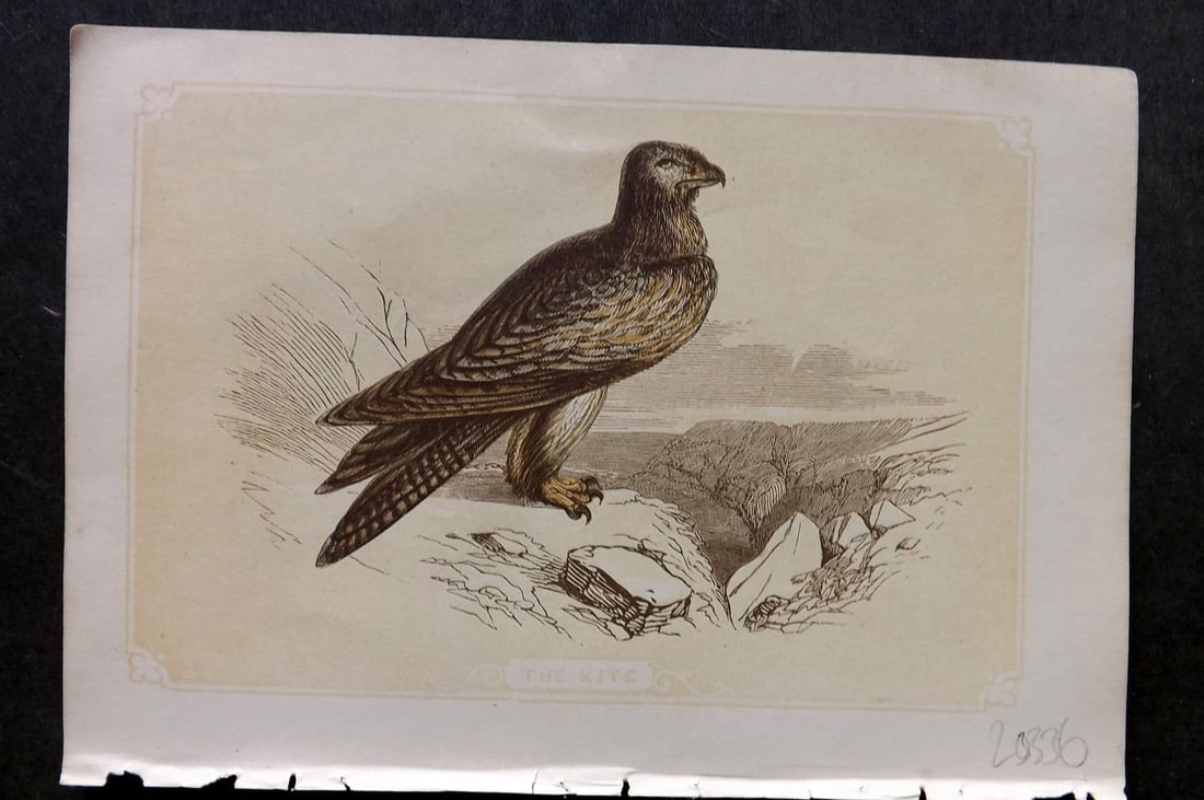 Bicknell C1855 Antique Bird Print. Kite: Antique Woodblock Published 1851-60 by John Tallis, London for "The Natural History of The Sacred Scriptures, and Guide to General Zoology" by W. I. Bicknell. Paper Size: 6.5 x 5 inch (16.5 x 14cm) Go