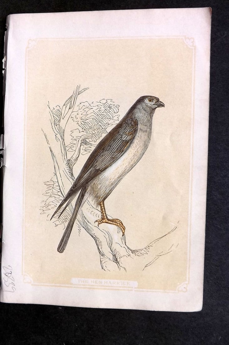 Bicknell C1855 Antique Bird Print. Hen Harrier: Antique Woodblock Published 1851-60 by John Tallis, London for "The Natural History of The Sacred Scriptures, and Guide to General Zoology" by W. I. Bicknell. Paper Size: 6.5 x 5 inch (16.5 x 14cm) Go